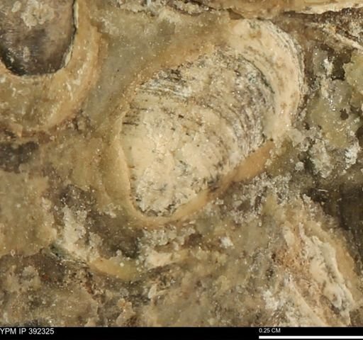 Protocardia subquadrata
