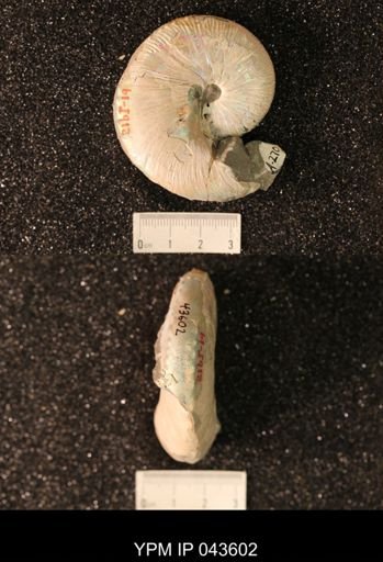 Hoploscaphites nicolletii
