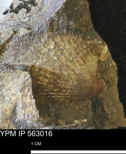 Oxytoma (Hypoxytoma) sp.
