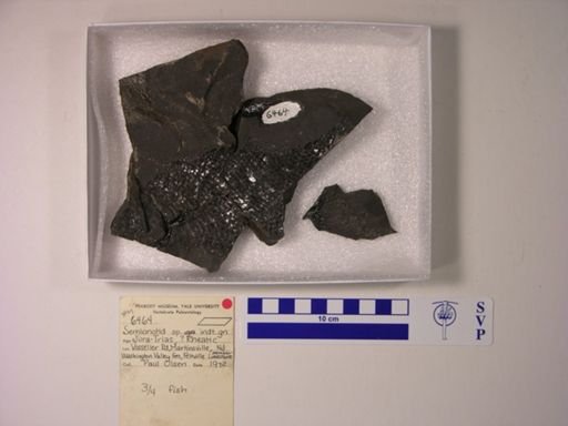 Semionotidae