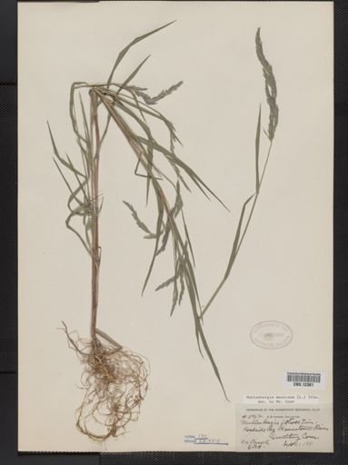 Muhlenbergia mexicana