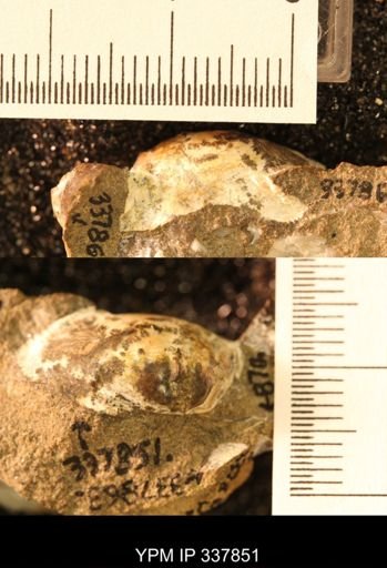 Nucula sp.