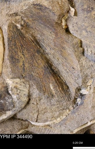 undet. Mollusca