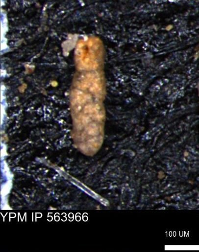 Ammobaculoides phaulus