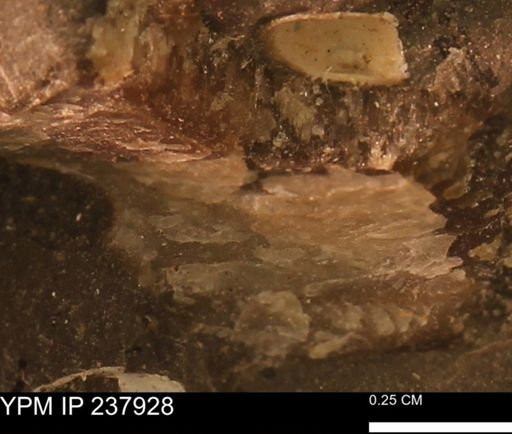 Inoceramus?