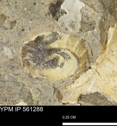 undet. Gastropoda
