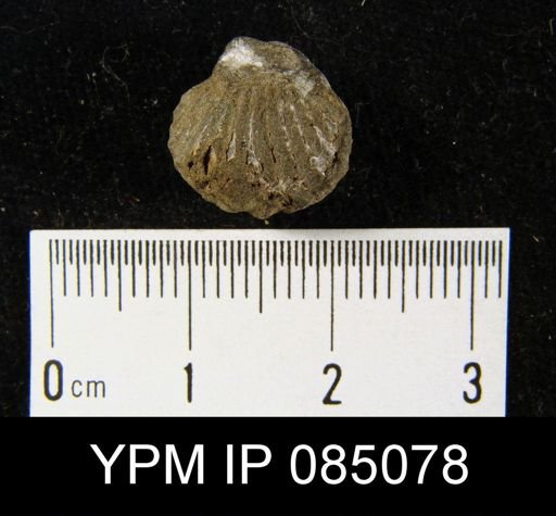 Camarotoechia vicina?