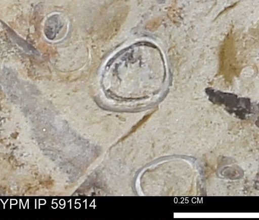 Serpulidae