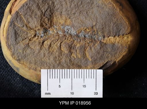 Acanthotelson stimpsoni