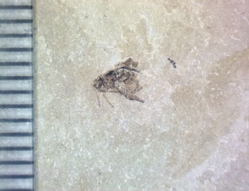 Hemiptera?