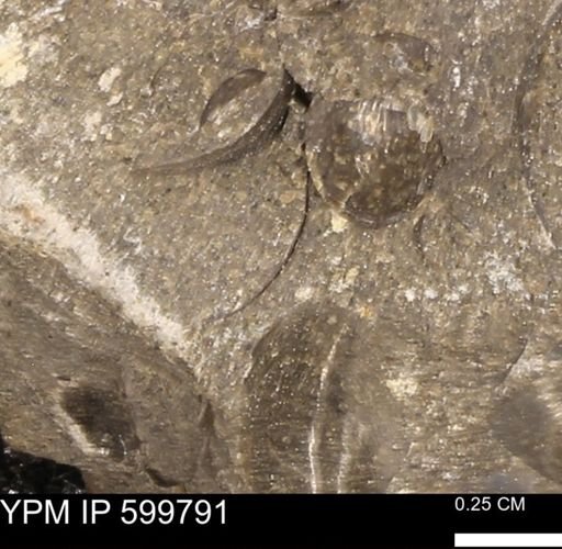 Protocardia subquadrata