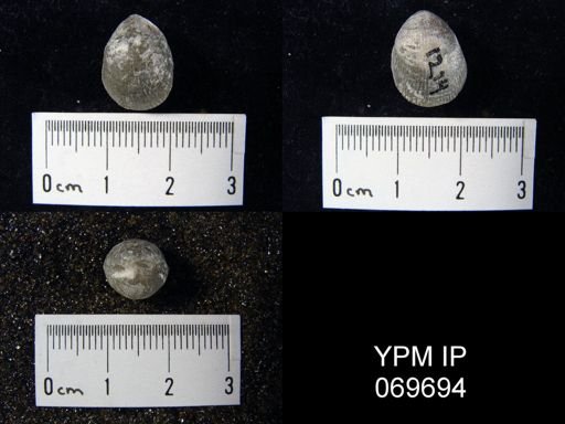 Catazyga anticostiensis