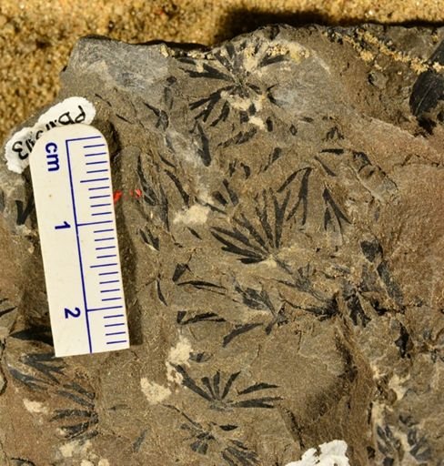 Sphenophyllum sp.