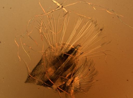 Eucranta villosa