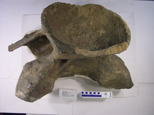 Apatosaurus laticollis