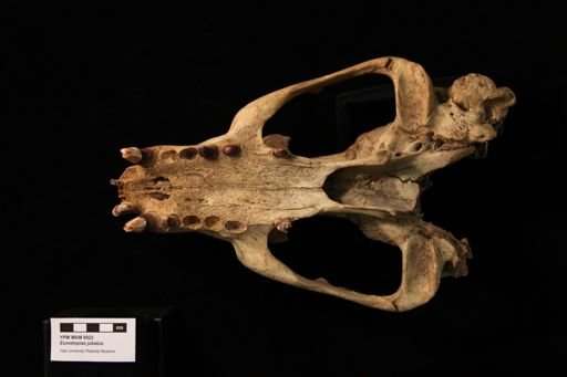 Eumetopias jubatus