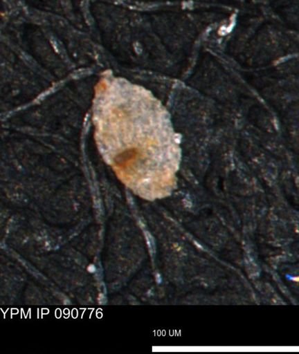 undet. Foraminiferida