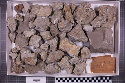 mixed taxa, stratigraphic collection