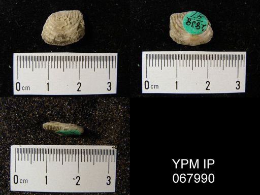 Leptaena rhomboidalis