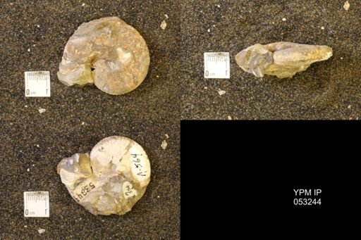 Discoscaphites conradi
