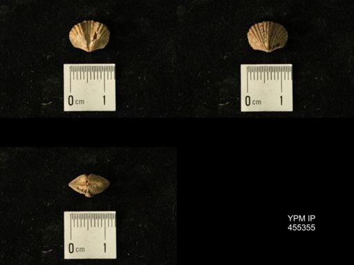 Platystrophia juvenes