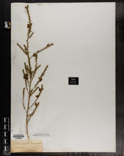 Aspalathus