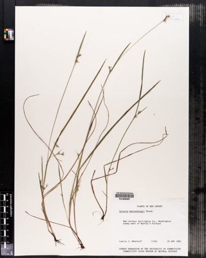 Scleria