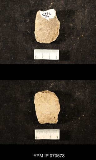 Favosites louisvillensis