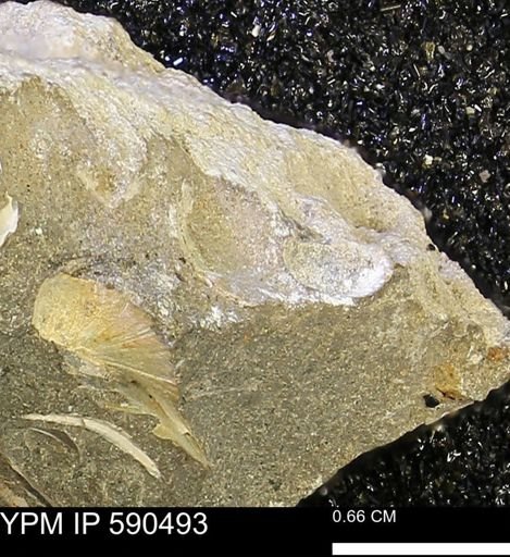 undet. Mollusca