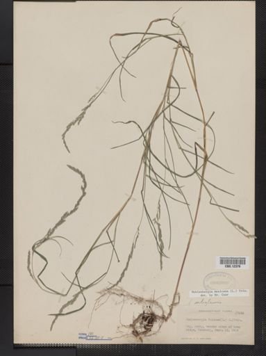 Muhlenbergia mexicana