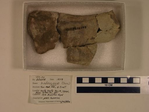 Hadrosauridae