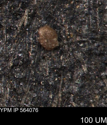 Foraminiferida