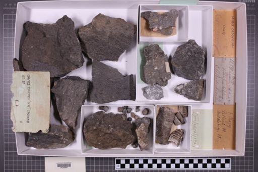 mixed taxa, stratigraphic collection