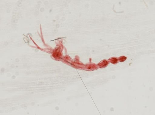 Caprella