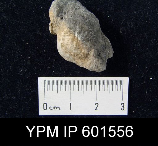 Productus lyelli