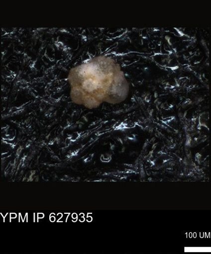 undet. Foraminiferida