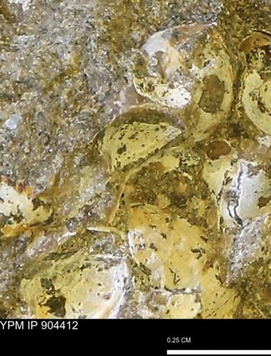 Corbulamella?