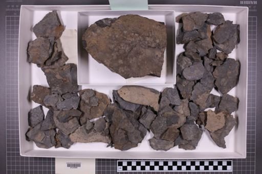 mixed taxa, stratigraphic collection