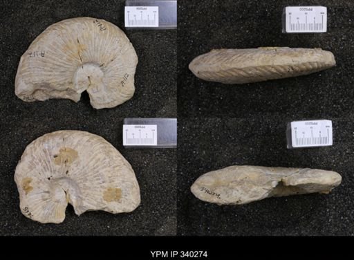 Oxytropidoceras (Oxytropidoceras)