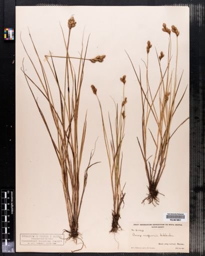 Carex scoparia