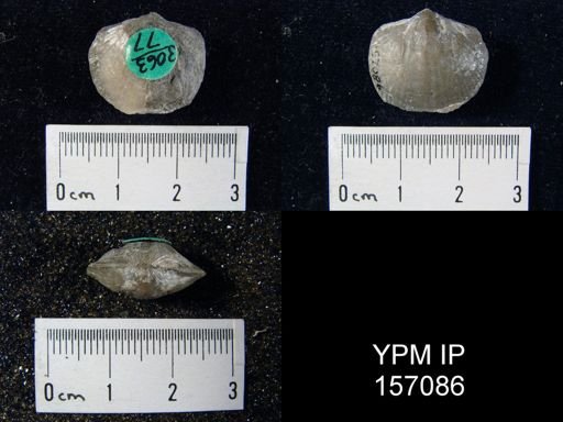 Atrypa reticularis
