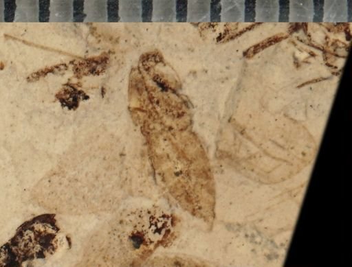 undet. Lepidoptera