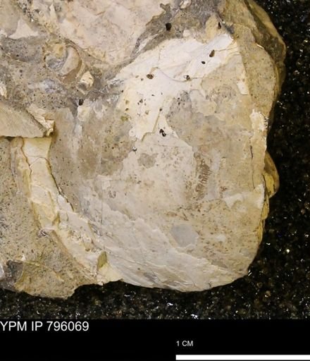 Spisula elliptica