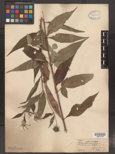 Helianthus decapetalus
