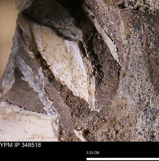 undet. Bivalvia