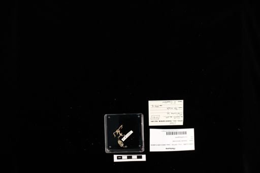 Phelsuma