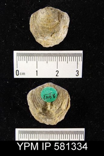 Atrypa sp.