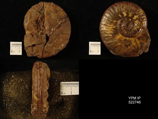 Protogrammoceras sp.