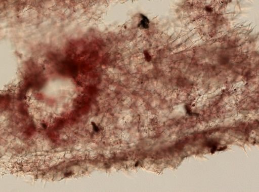 Haliclona sp.