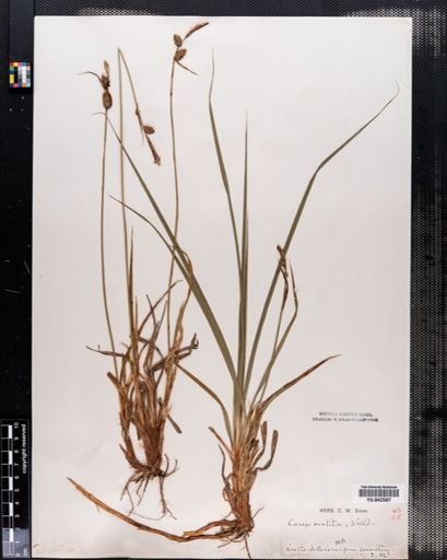Carex vestita